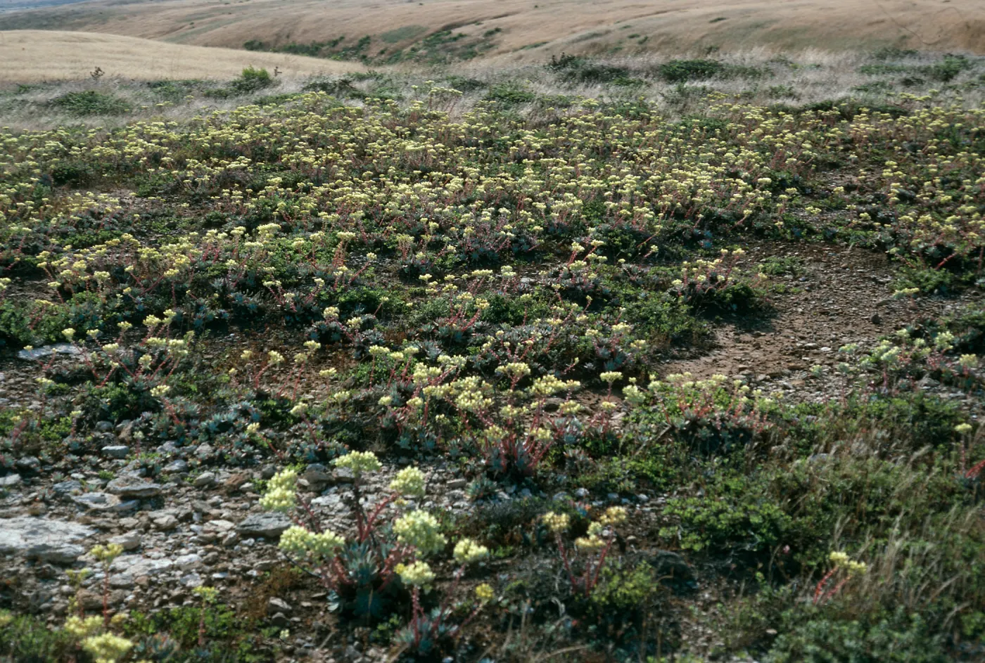 San Miguel Island, trail to Caldwell Point, Dudleya greenei