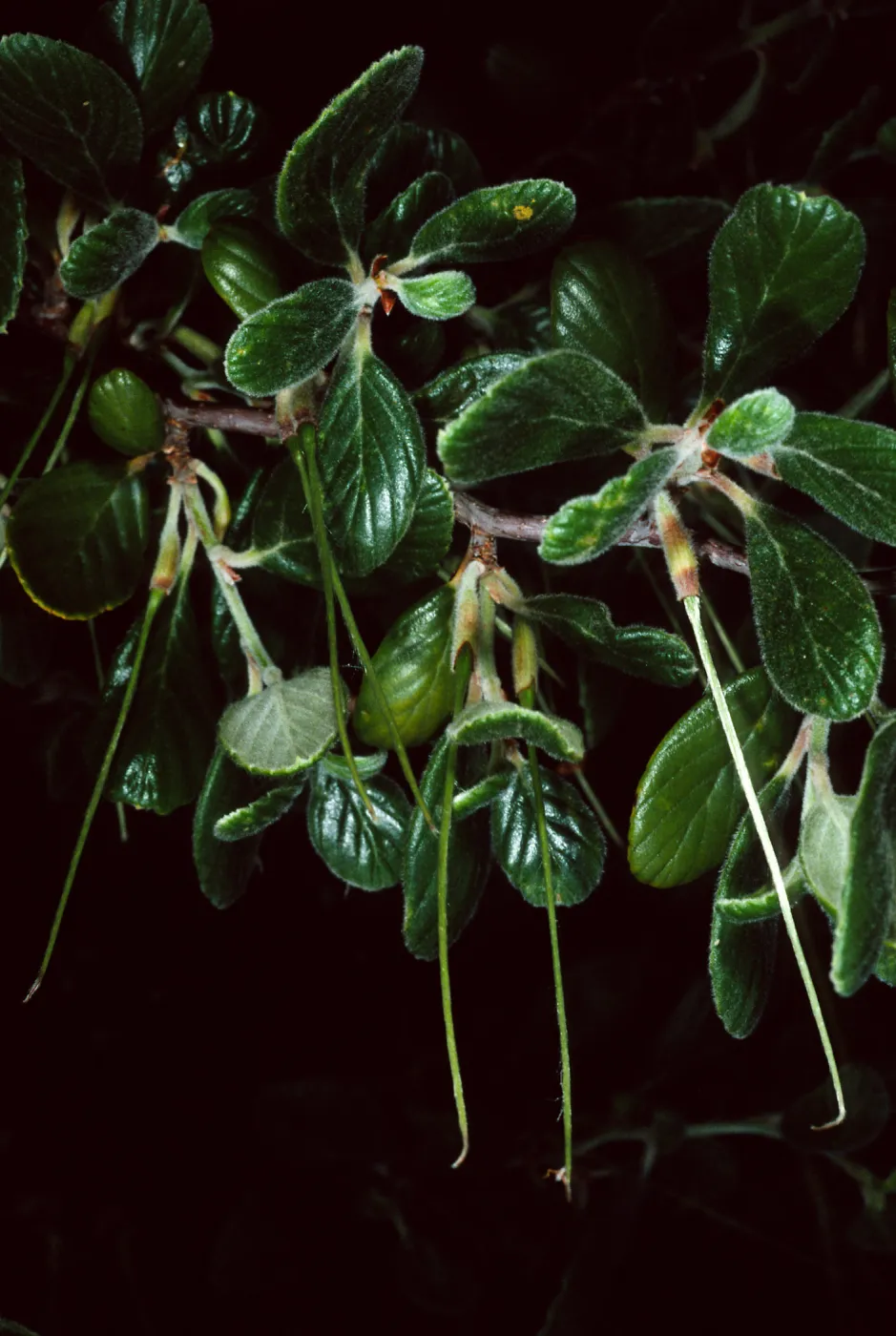 Santa Catalina Island, Wrigley Garden, Cercocarpus traskiae