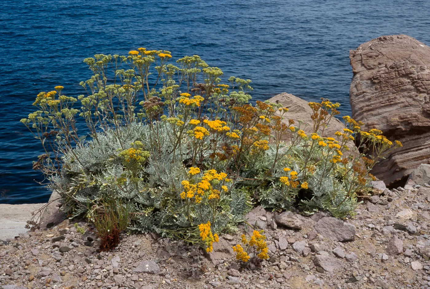 Santa Catalina Island, Empire Landing, Eriophyllum nevinii
