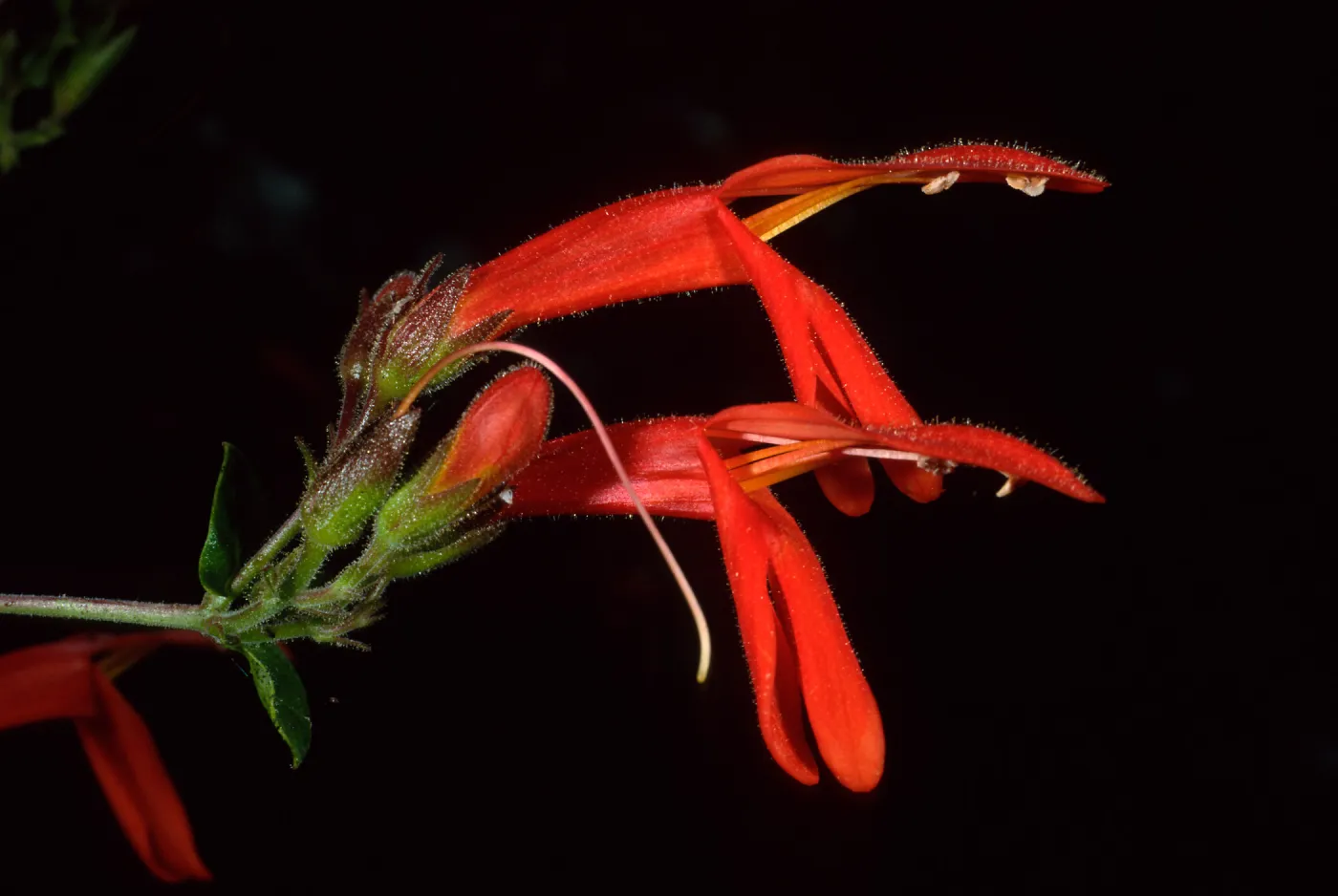 Santa Catalina Island, Avalon Canyon, Keckiella cordifolia