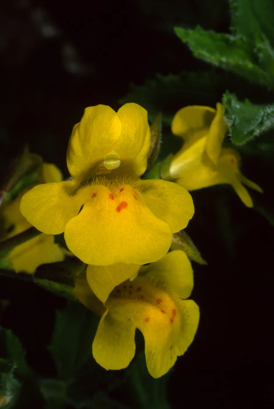 Mimulus guttatus, Santa Catalina Island, Silver Canyon