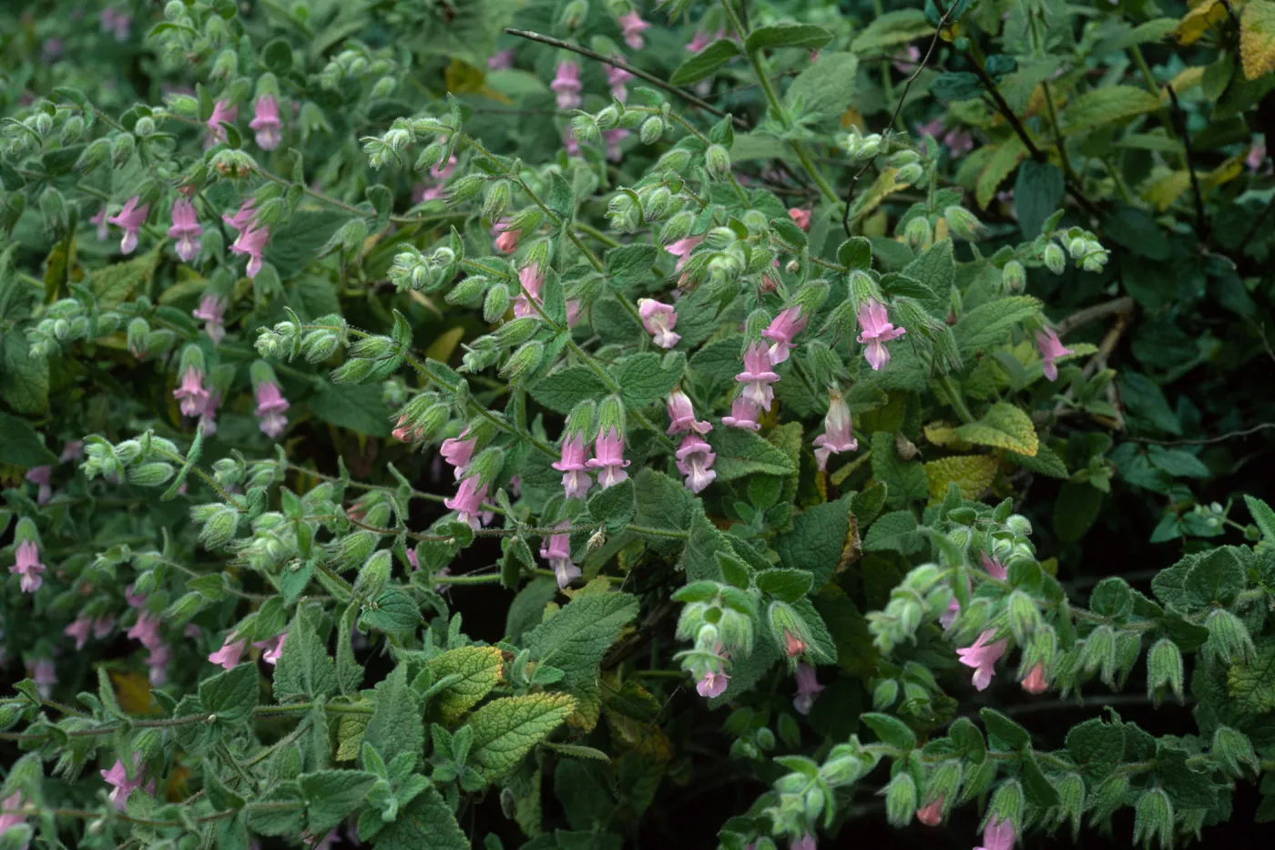 Lepechinia fragrans, Santa Catalina Island, Airport Road