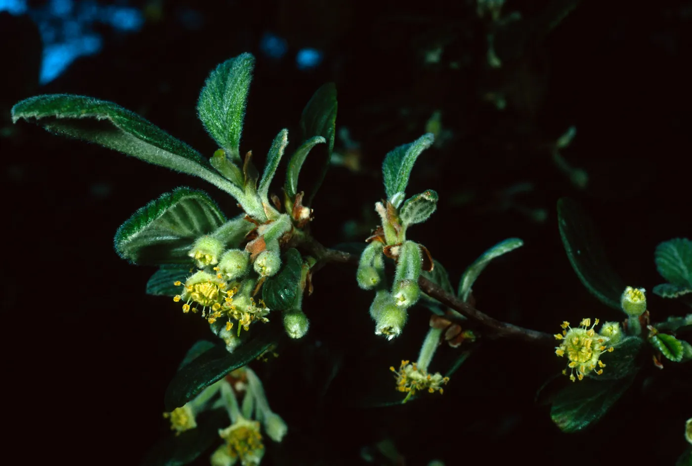 Cercocarpus traskiae, Santa Catalina Island, Wrigley Garden