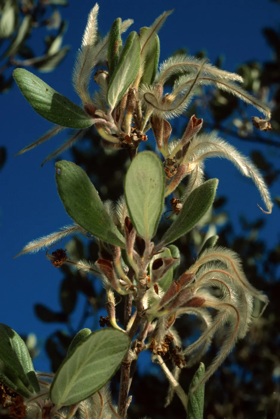 Cercocarpus traskiae, Santa Catalina Island, Wrigley Garden