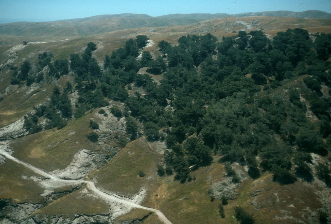 Santa Rosa Island, Torrey Pines