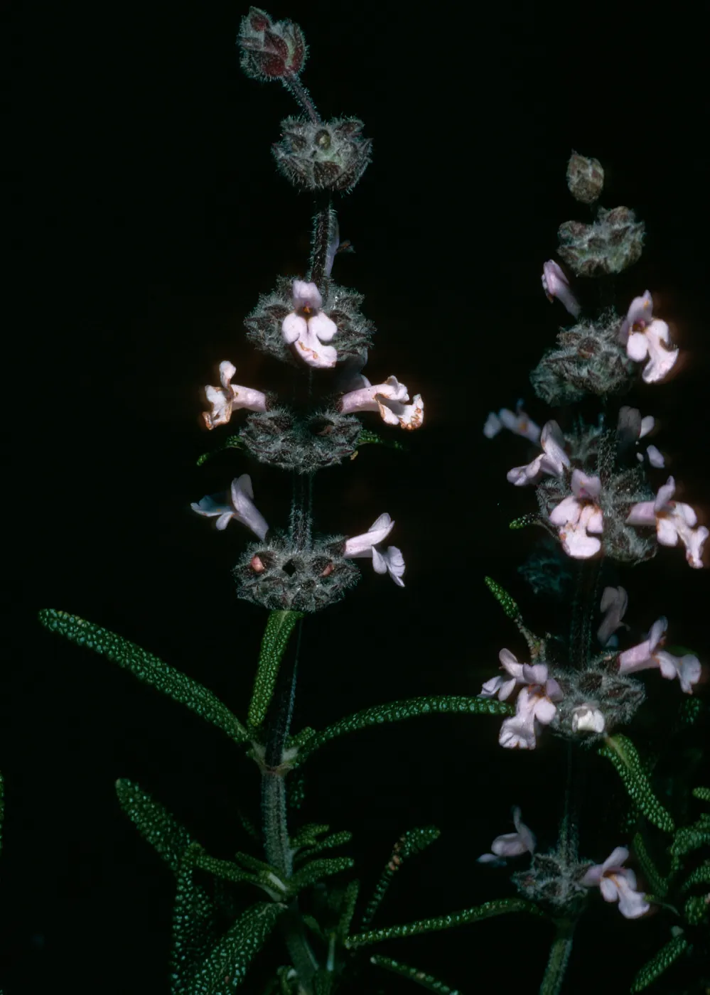 Salvia brandegei (Brandegees Sage), Santa Rosa Island, Torrey Pines