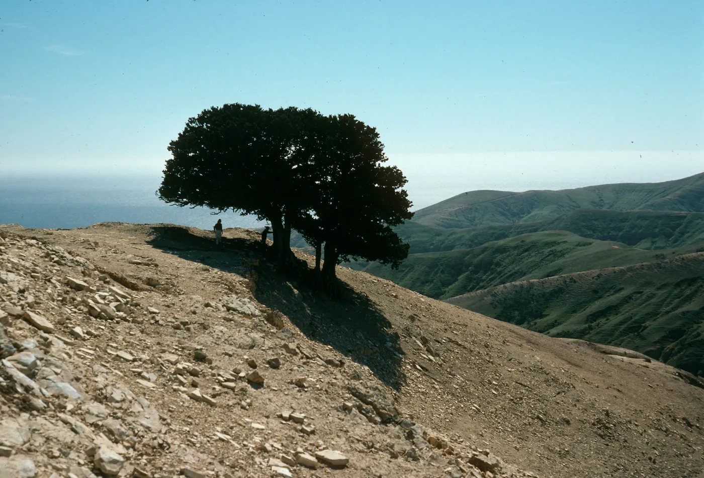 Quercus tomentella, Santa Rosa Island, West of Soledad Peak