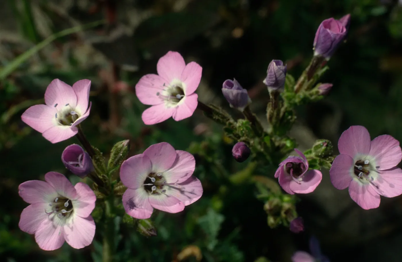 Gilia tenuiflora ssp. hoffmannii, Santa Rosa Island, road to East Point