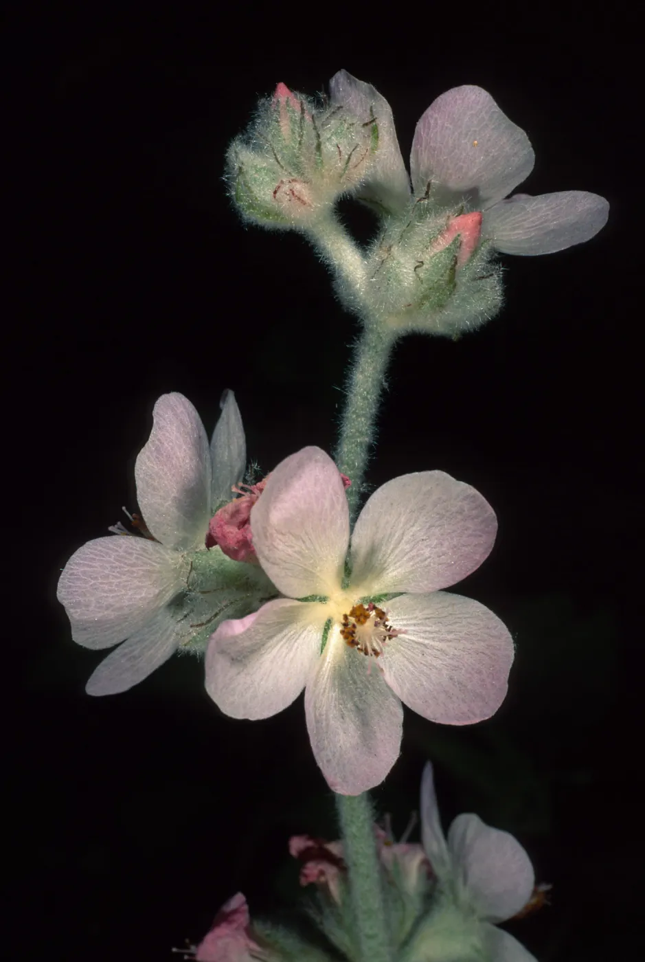 Malacothamnus clementinus, SBBG