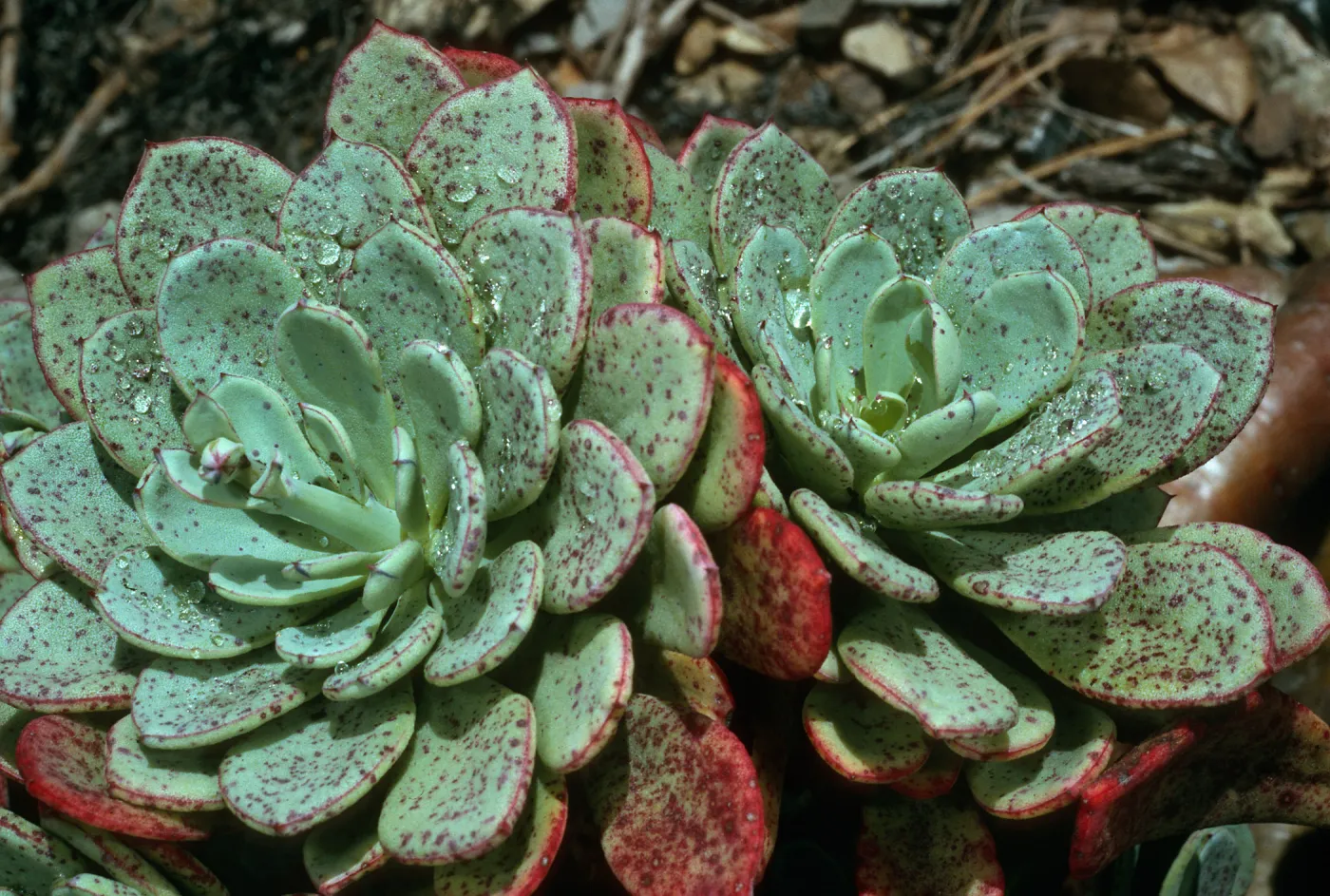Talinum guadalupense, SBBG Dudleya Section