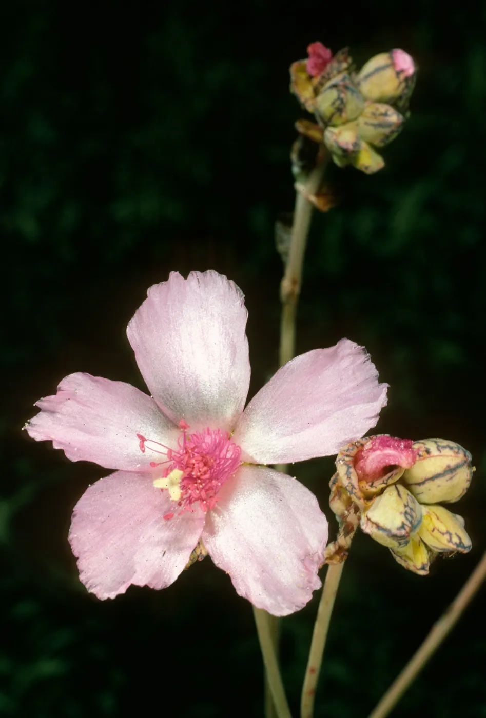 Santa Barbara Botanic Garden, Talinum guadalupense