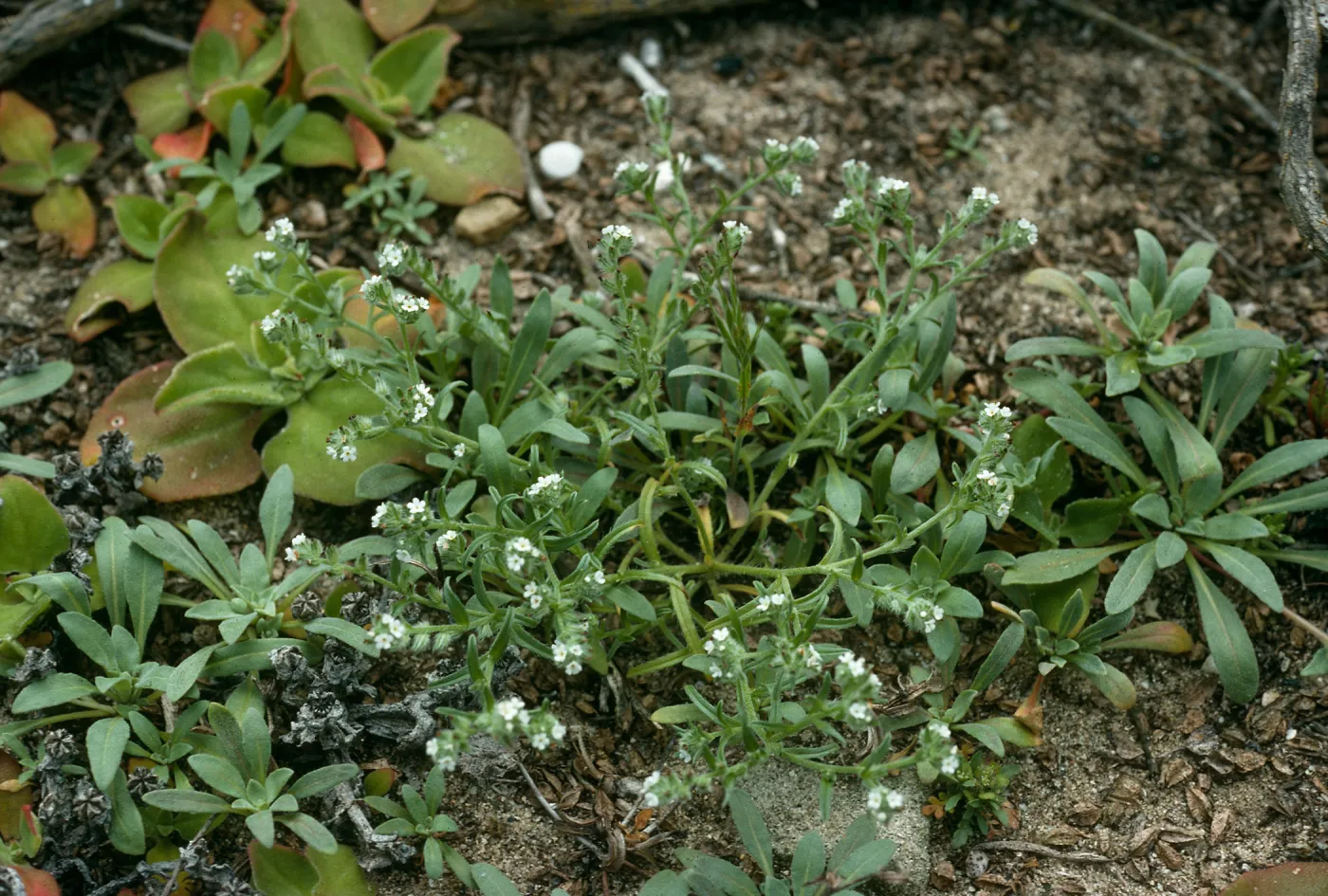 Cryptantha traskiae, San Nicolas Island, Tender Beach
