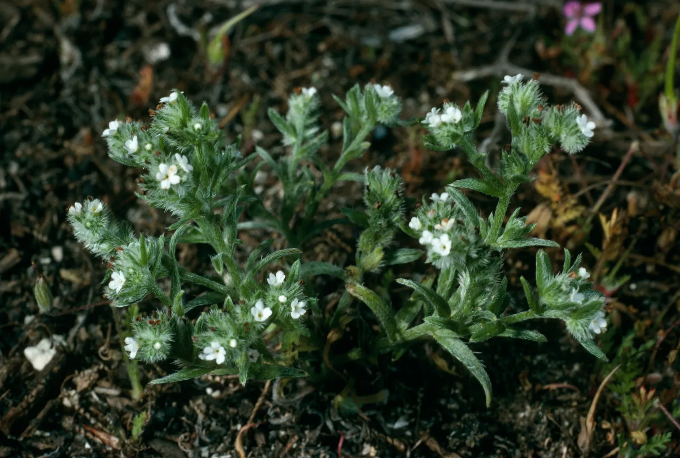 Cryptantha traskiae, San Nicolas Island, West of Corral Harbor