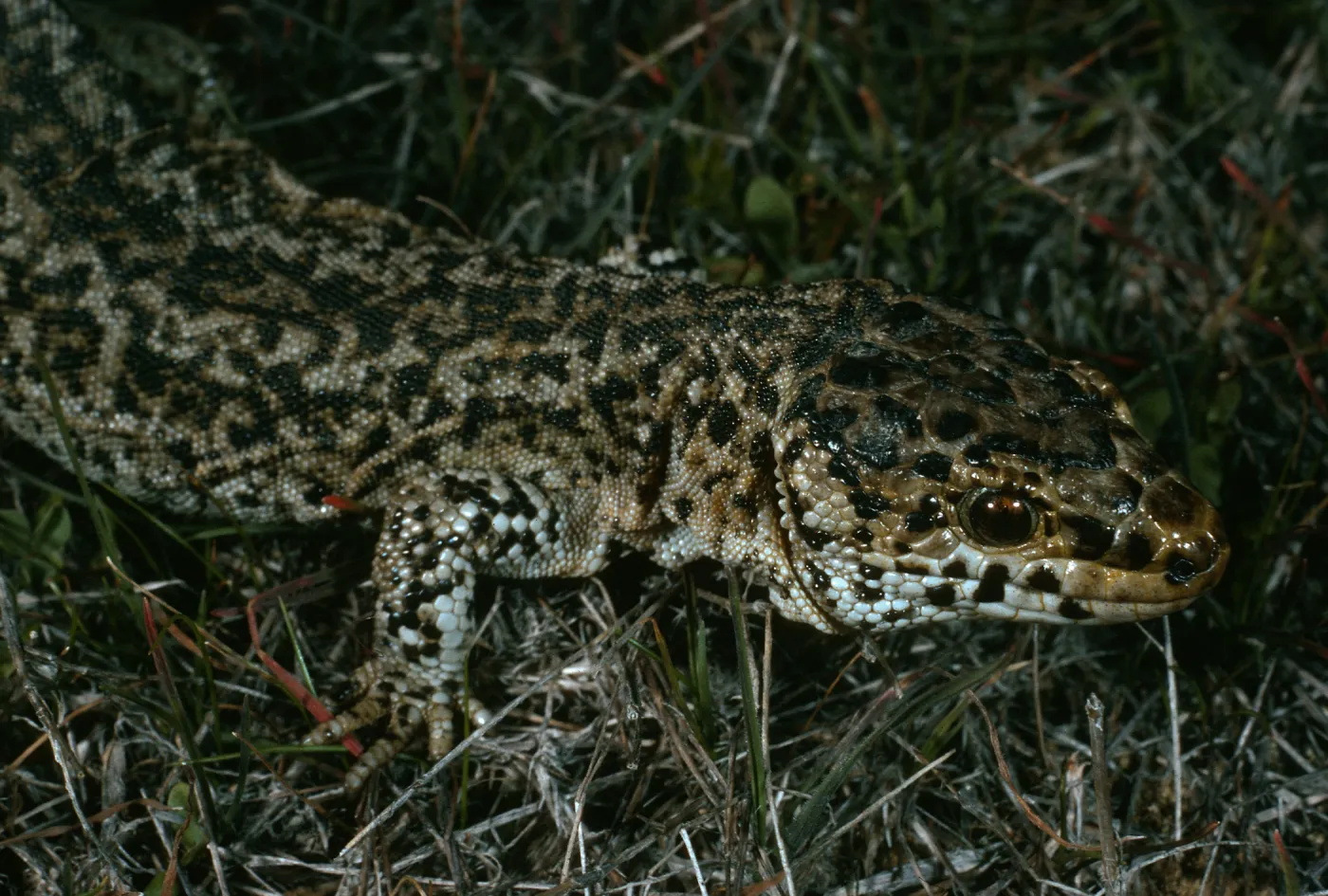 San Nicolas Island, Building #112, night lizard