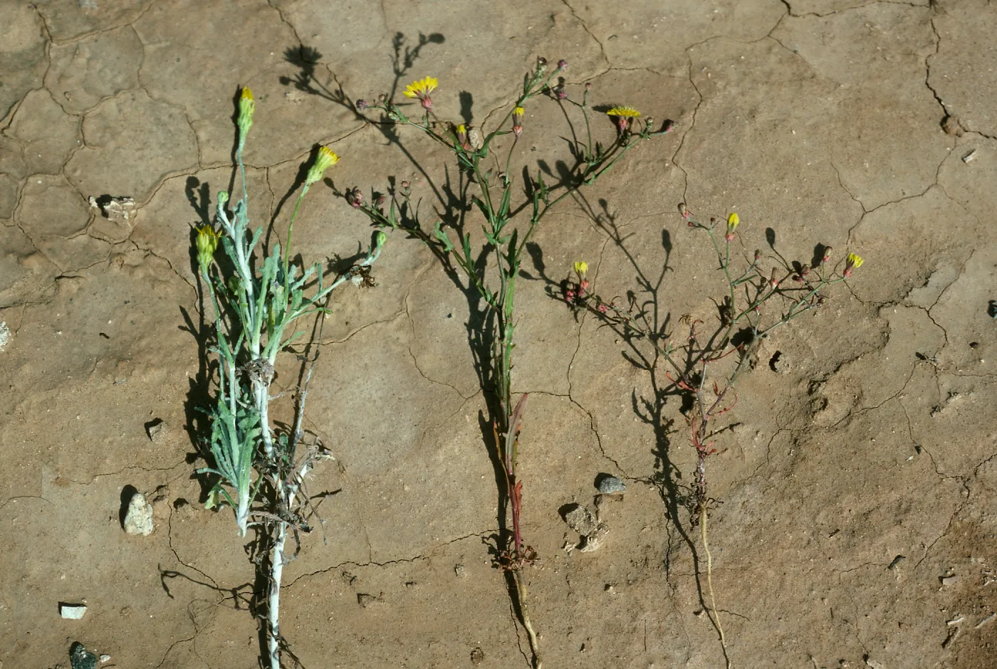  Malacothrix incana, M. polycephala, a hybrid, San Nicolas Island, Shannon Road