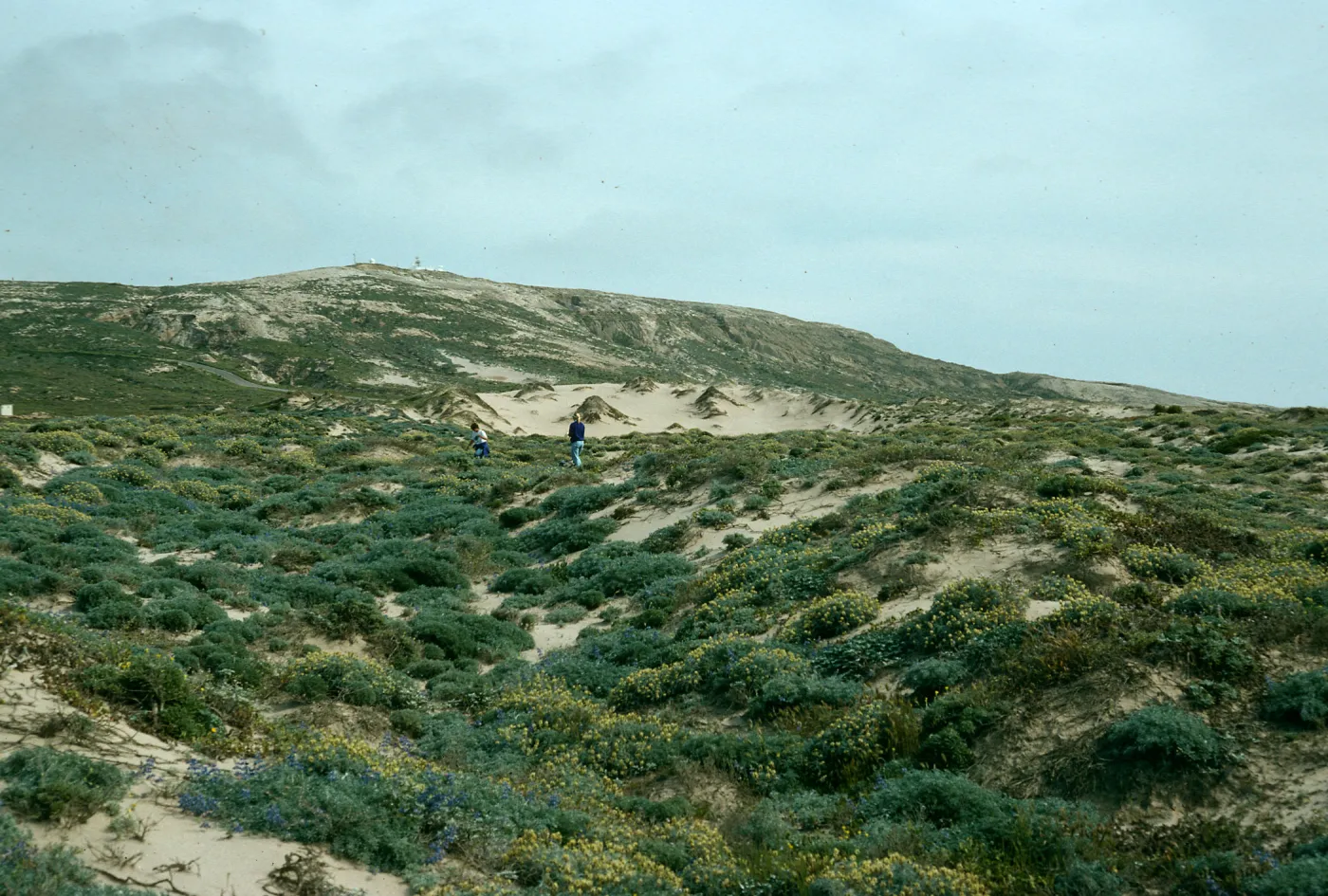 San Nicolas Island, dunes, near Red Eye Beach