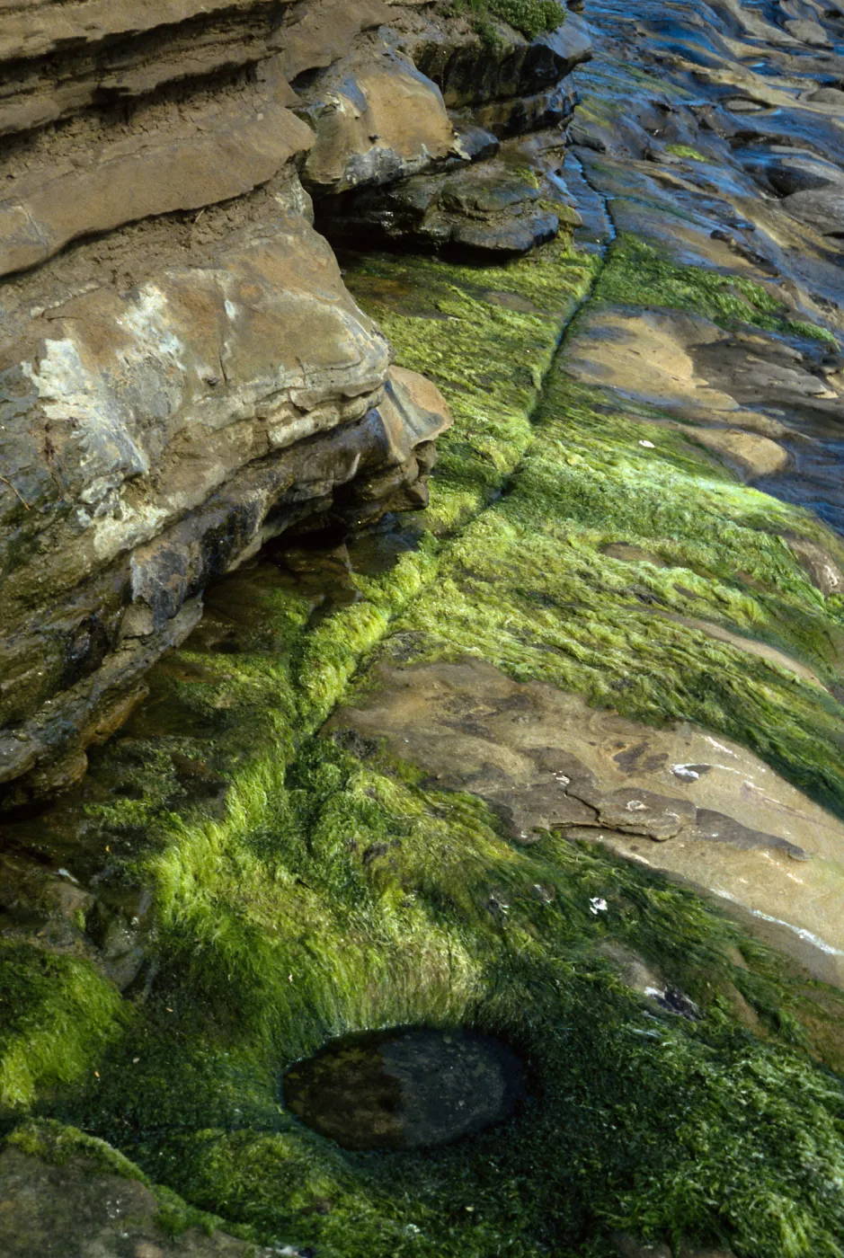 San Nicolas Island, Indian Spring, West end of Red Eye Beach