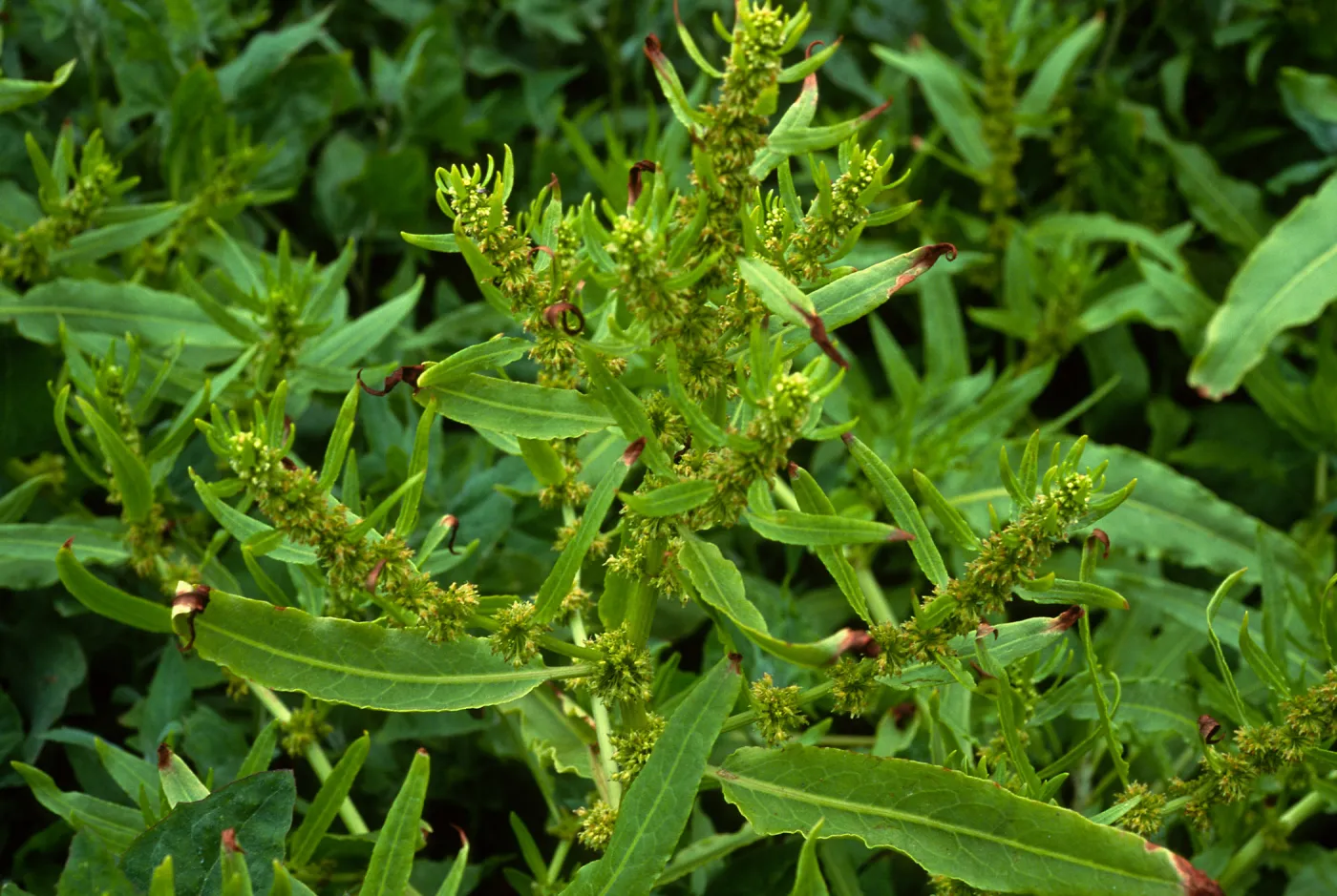 San Miguel Island, Charcoal Cove, SJ #6082, Rumex fueginus