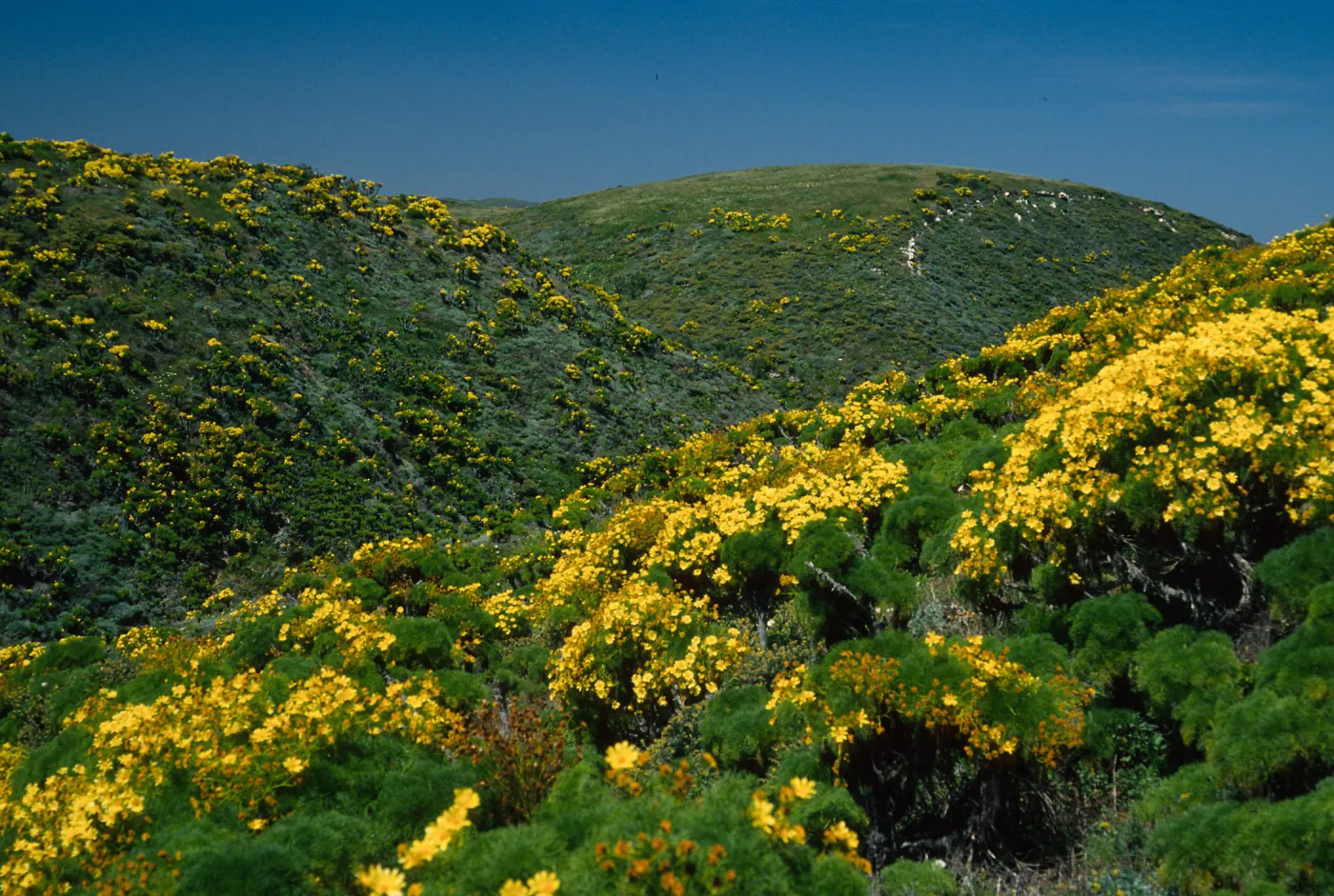 Coreopsis gigantea, San Miguel Island, Cañada Del Mar