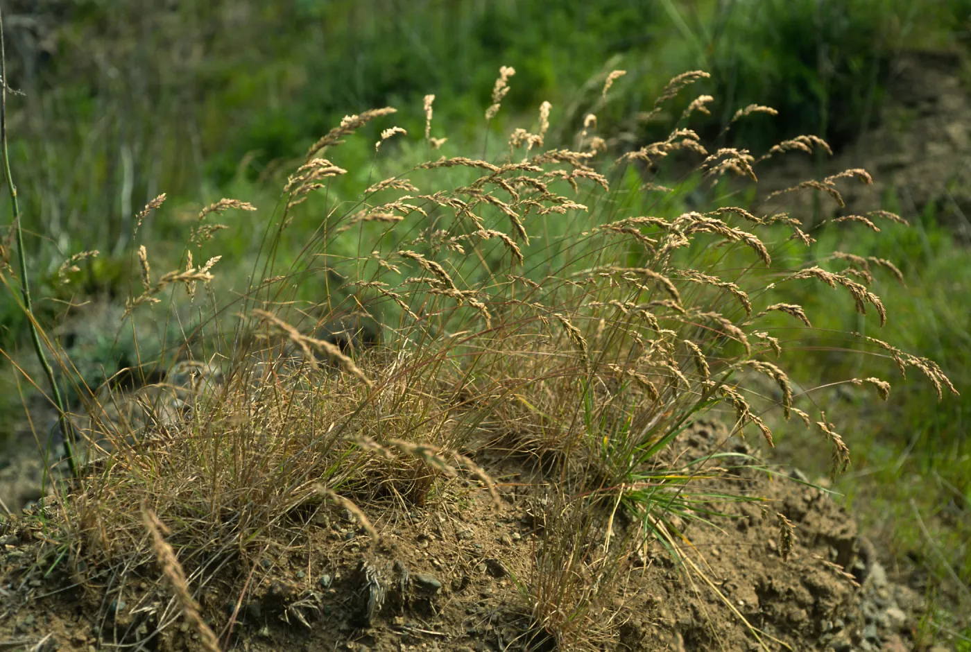 Santa Cruz Island, Christy Ranch, Poa scabrella