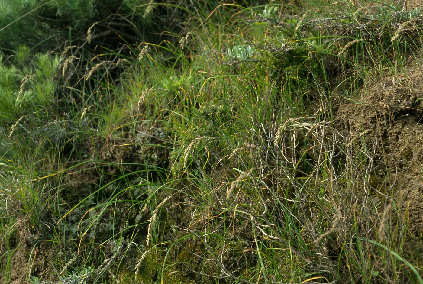 Santa Cruz Island, Christy Ranch, Poa scabrella