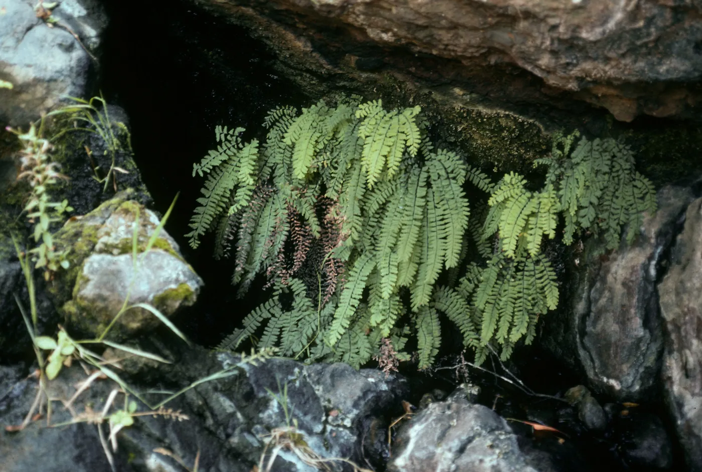 Santa Cruz Island, canyon, East of Lagunitas Secas, Adiantum pedatum