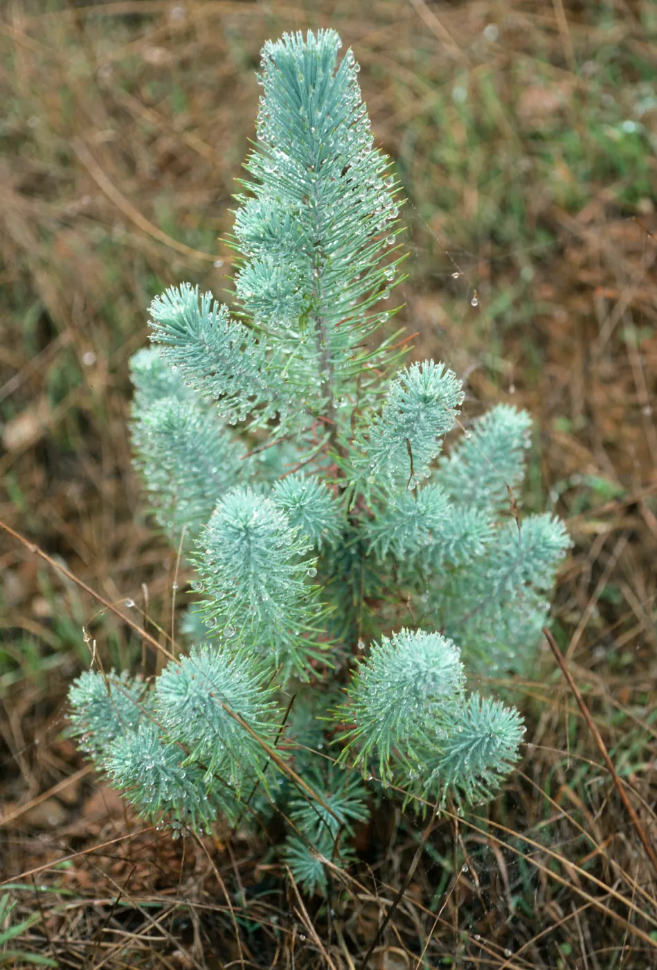 Santa Cruz Island, Artemisia californica