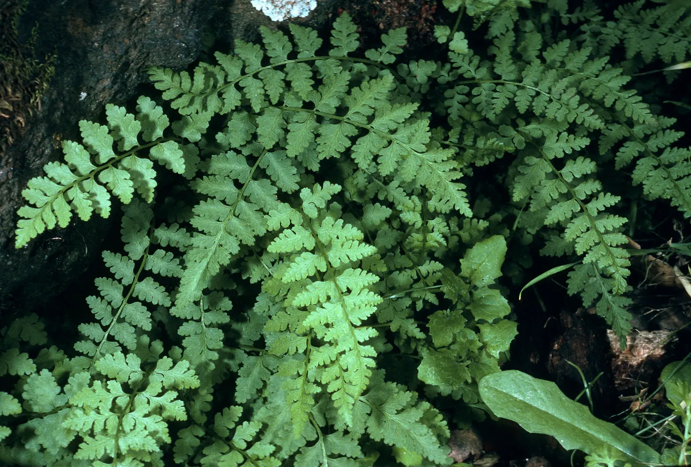Santa Cruz Island, ¾ mile Northwest of Picacho Diablo, SC-484, Athyrium filix-feminia