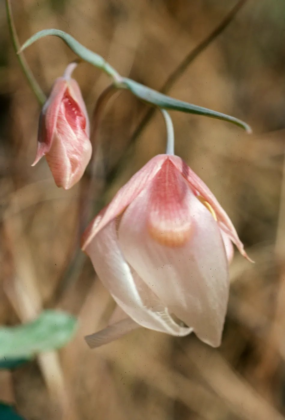 Santa Cruz Island, just East of Campo Raton, Christy Pines, Calochortus albus