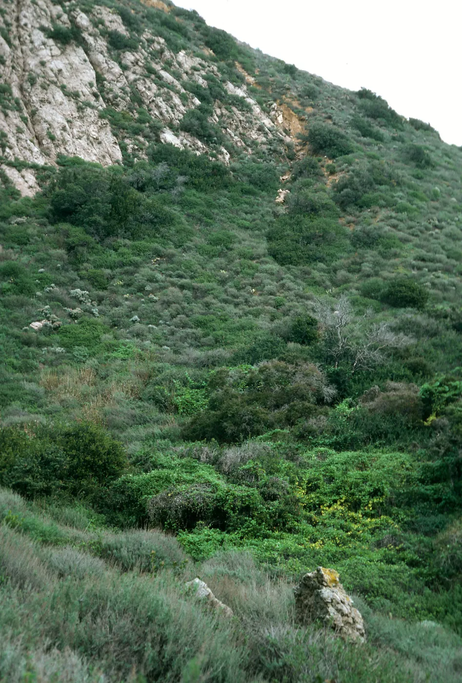 Santa Cruz Island, East of 3-Fork Canyon, East of Valley Anchorage