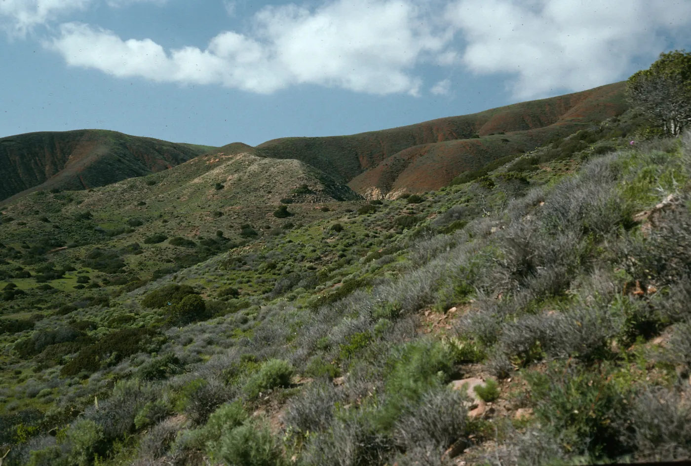 Coastal Sage Scrub, Coches Prietos Cove, Santa Cruz Island