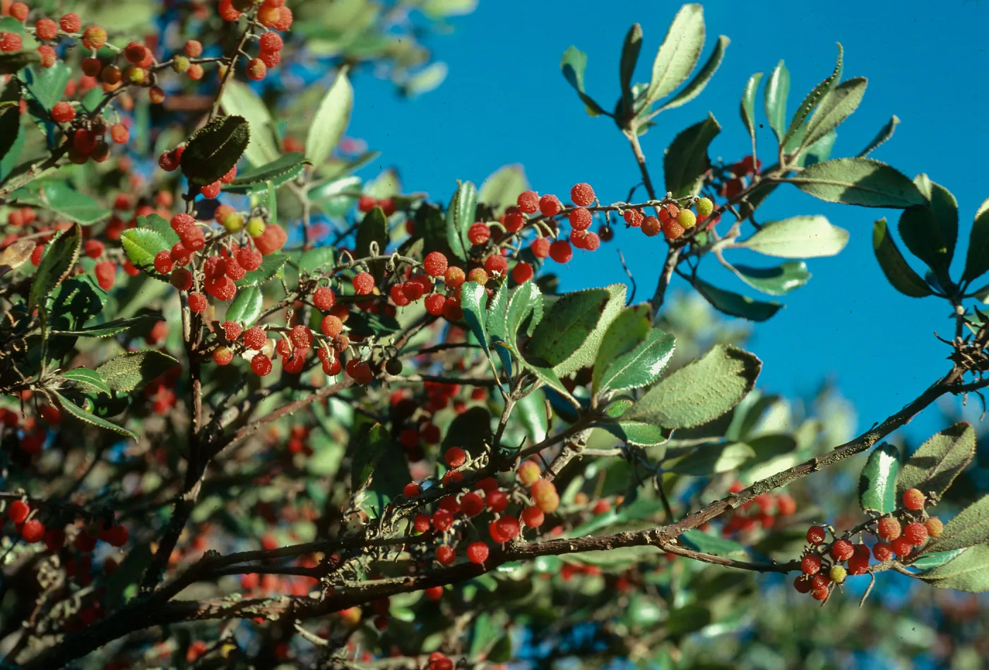 Comarostaphylis, Christi Pines, Santa Cruz Island