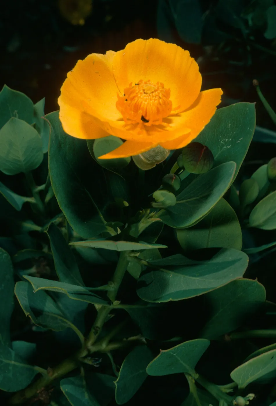 Dendromecon rigida ssp. harfordii, Islay Canyon, Santa Cruz Island