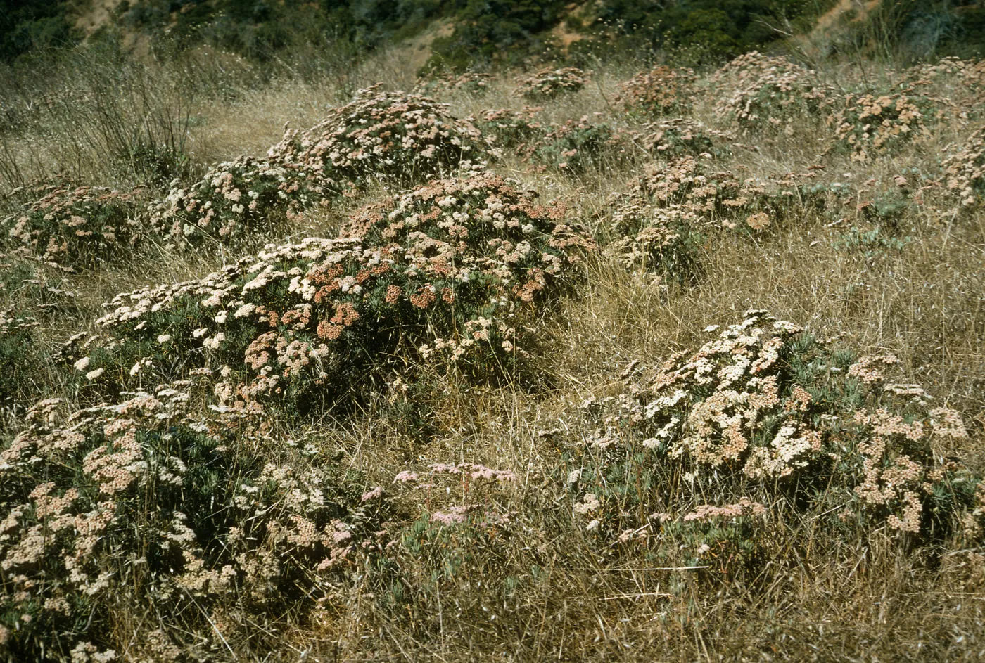 Eriogonum arborescens, Islay Canyon Road, Santa Cruz Island