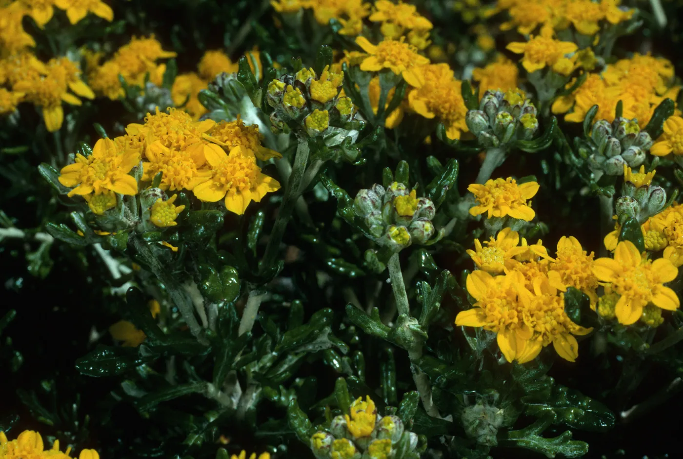 Eriophyllum confertiflorum, Sierra Blanca Ridge, Santa Cruz Island