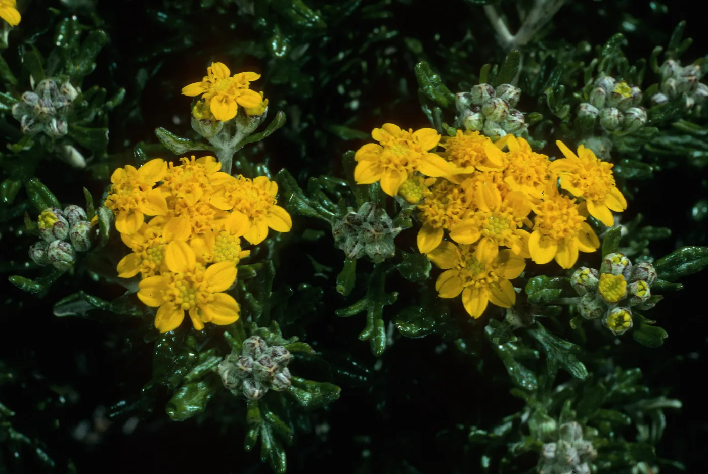 Eriophyllum confertiflorum, Sierra Blanca Ridge, Santa Cruz Island
