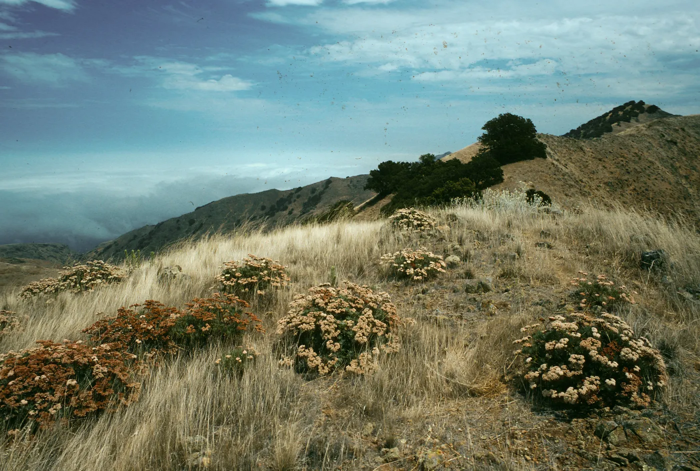 Eriogonum arborescens, North Ridge near Δ “John”, Santa Cruz Island