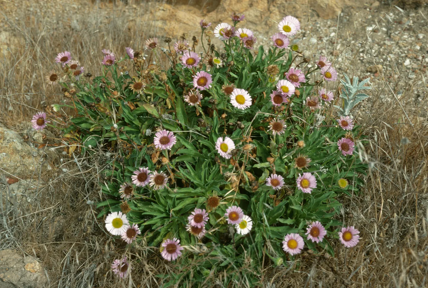 Erigeron glaucus, First canyon east of Valdez Canyon, Santa Cruz Island