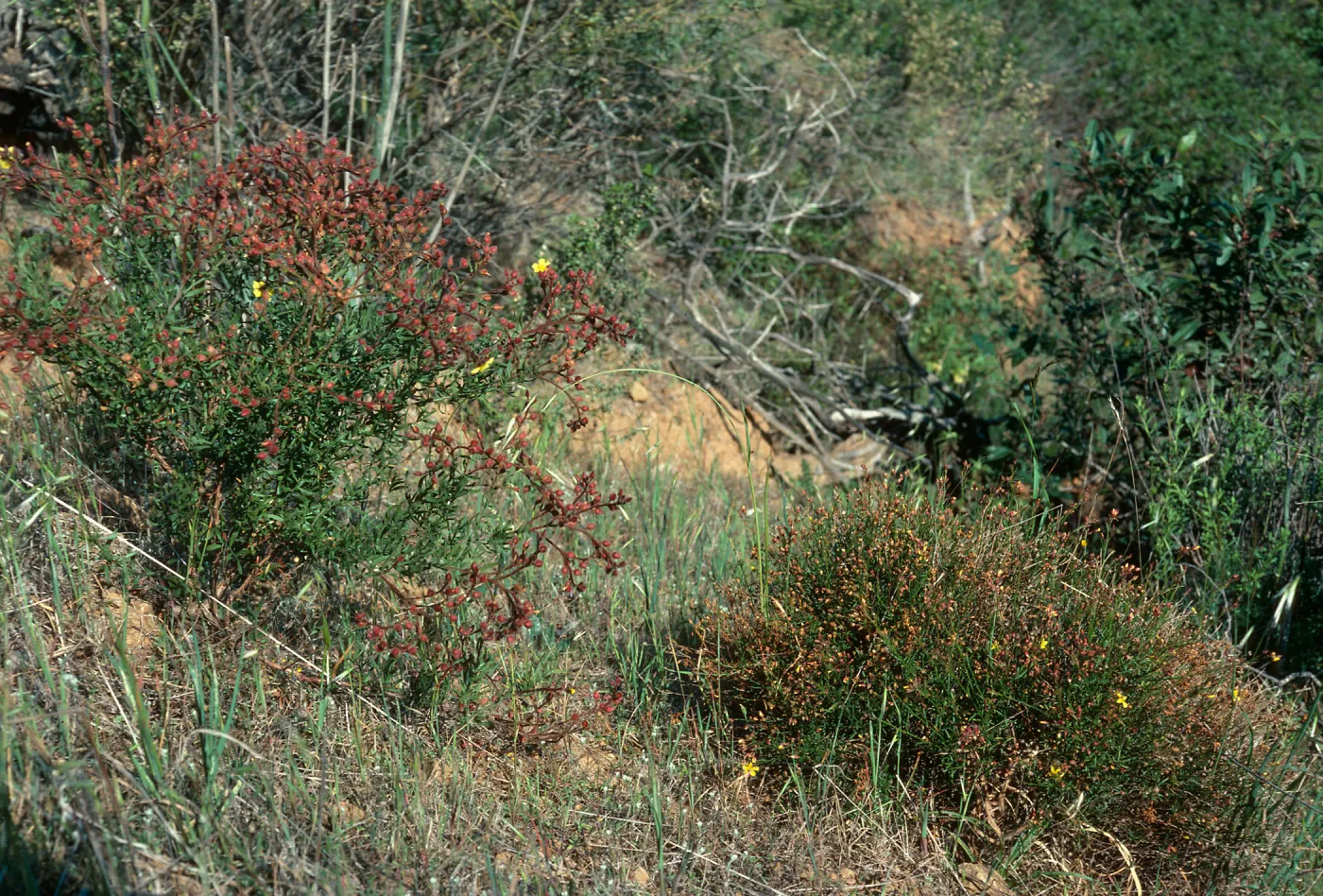 Santa Cruz Island, Helianthemum greenei, H, scoparium, from Stanton Ranch, road to south ridge