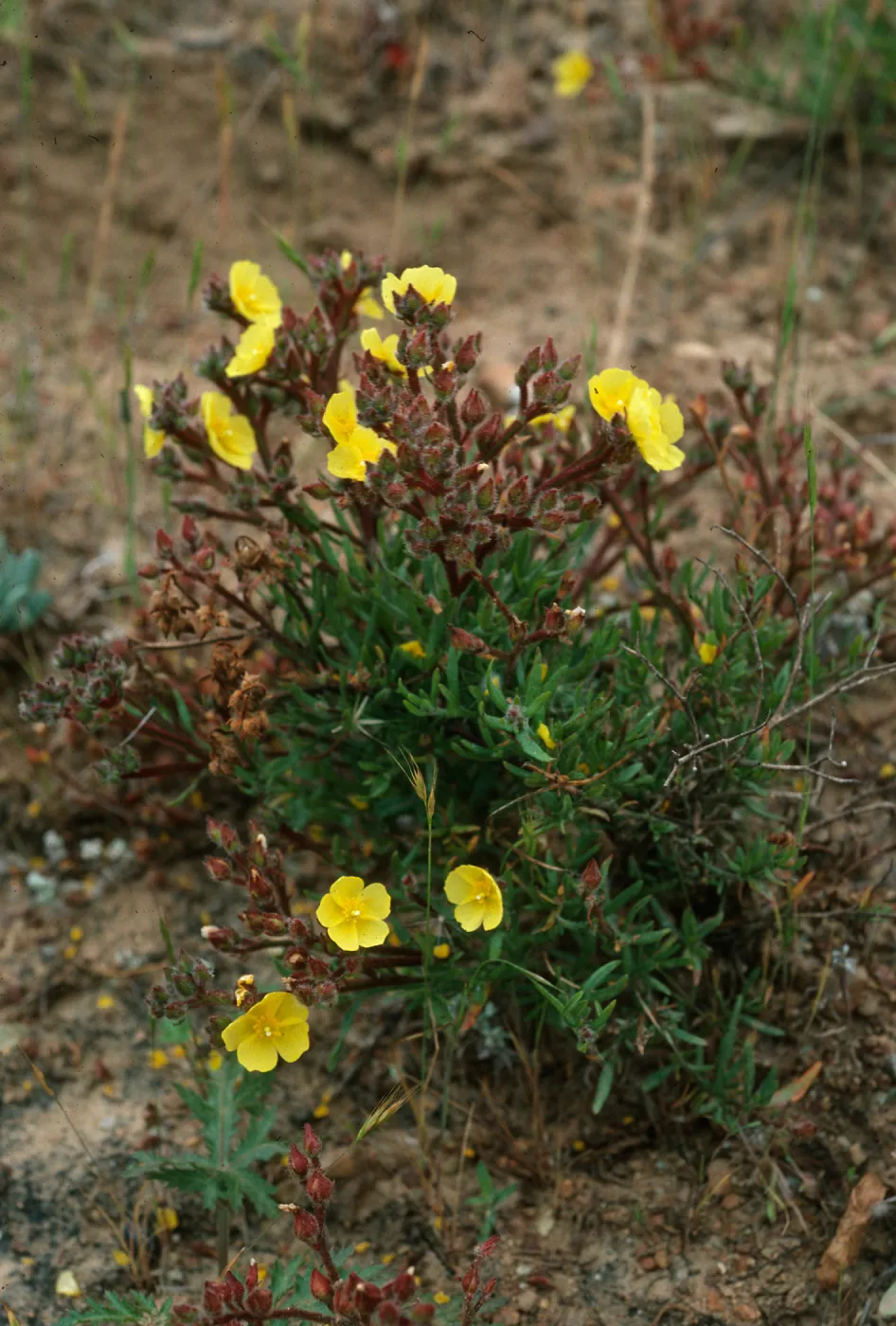 Santa Cruz Island, Helianthemum greenei, 1 mile East of Christy barn, South ridge