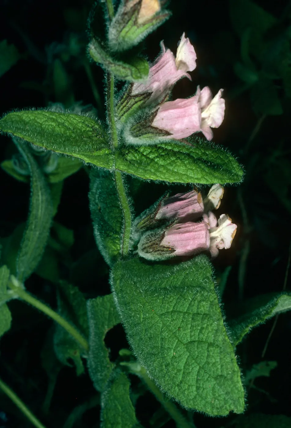 Santa Cruz Island, Lepechinia fragrans, East side of El Tigre