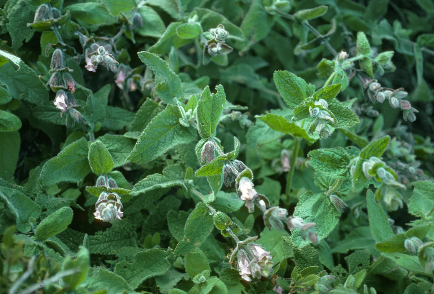 Santa Cruz Island, Lepechinia fragrans, East side of El Tigre