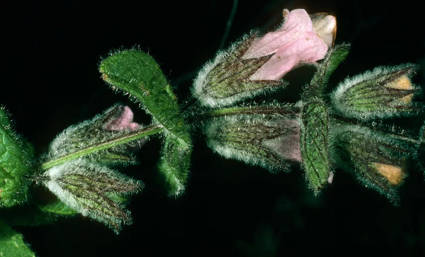Santa Cruz Island, Lepechinia fragrans, East side of El Tigre