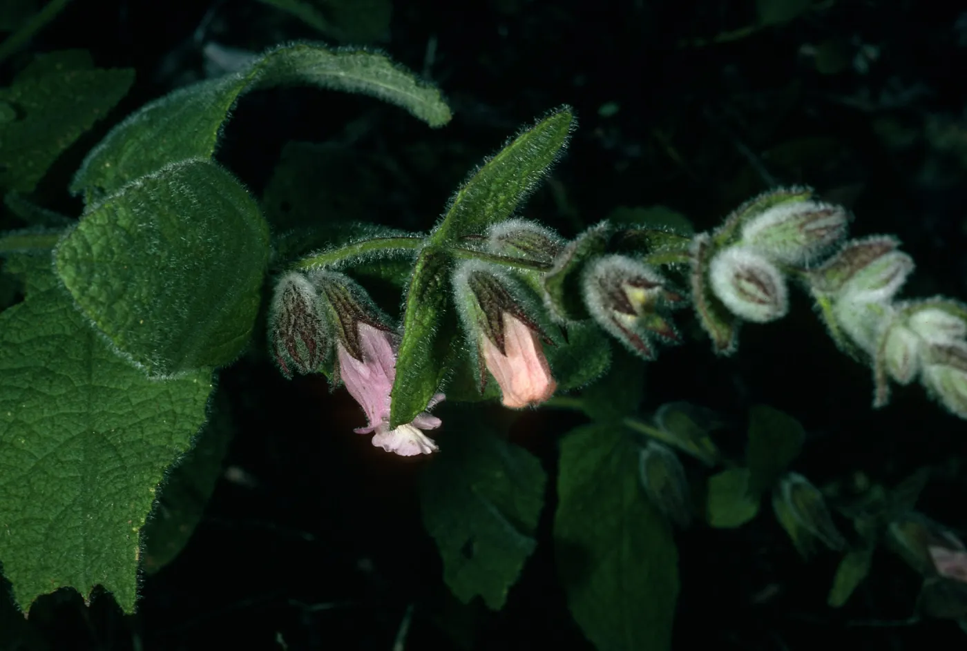 Santa Cruz Island, Lepechinia fragrans, East side of El Tigre