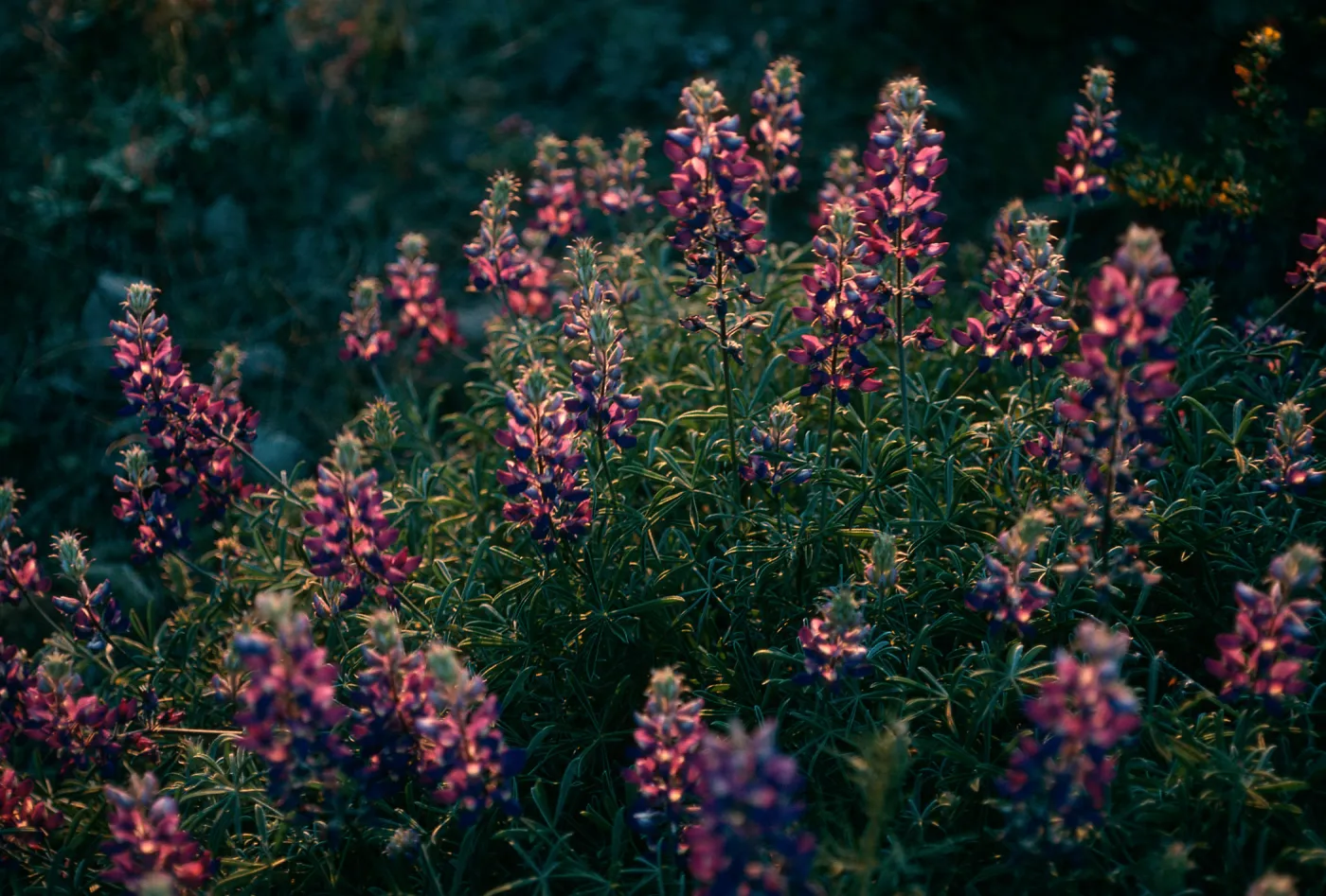 Santa Cruz Island, Lupinus albifrons, upper Christy Canyon