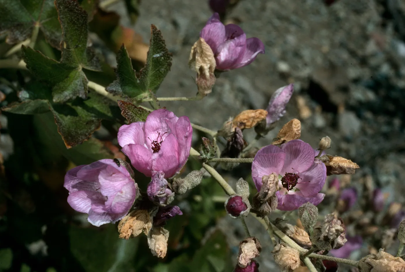 Santa Cruz Island, Malacothamnus fasciculatus nesioticus, Christy outhouse