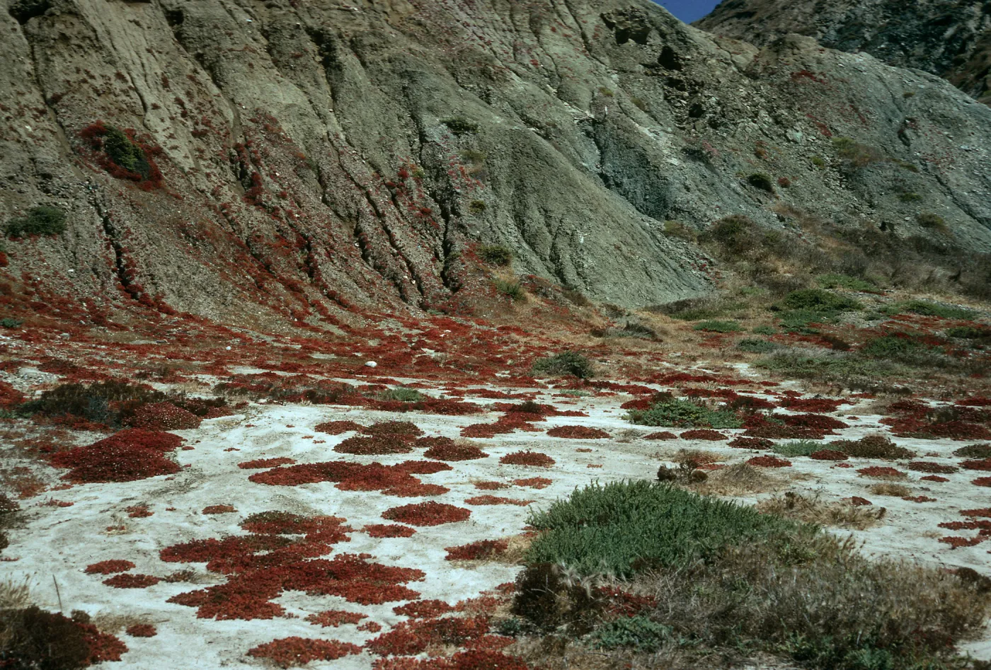 Santa Cruz Island, Mesembryanthemum crystallinum, Christy Beach