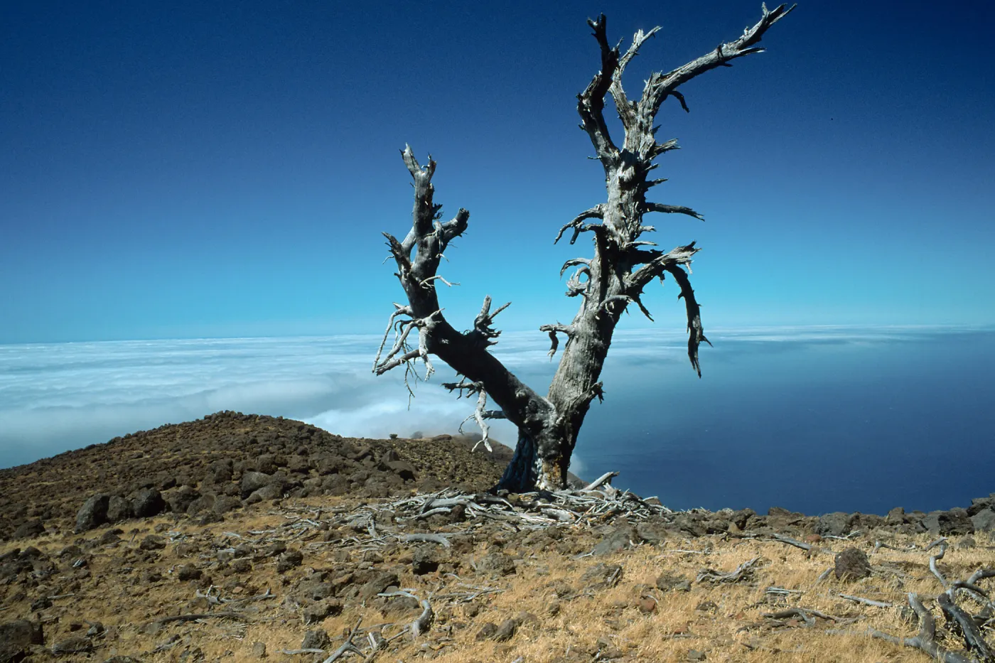 Guadalupe Island, dead pine, North end