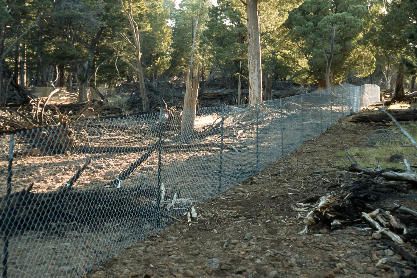 Guadalupe Island, cypress enclosure