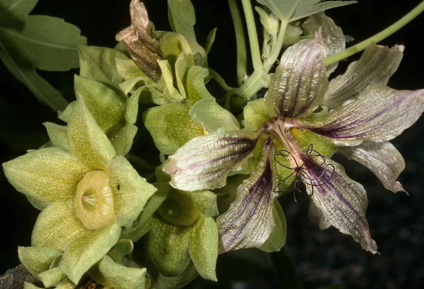 Santa Barbara Botanic Garden, Island Section, Acc #70-102, Lavatera occidentalis